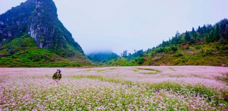 Bỏ Túi Kinh Nghiệm Ngắm Hoa Tam Giác Mạch Tại Hà Giang