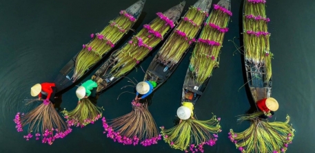 Mùa Hoa Súng Tây Ninh - Chiêm Ngưỡng Cảnh Đẹp Động Lòng