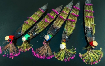 Mùa Hoa Súng Tây Ninh - Chiêm Ngưỡng Cảnh Đẹp Động Lòng