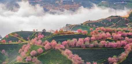 Khám Phá Đồi Chè Ô Long - Ngắm Hoa Mai Anh Đào Nở Rộ