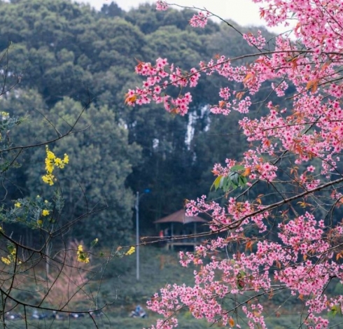 Lễ Hội Hoa Anh Đào Măng Đen - Điểm Nhấn Trong Dịp Năm Mới 2026