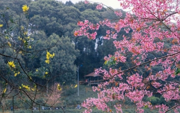 Lễ Hội Hoa Anh Đào Măng Đen - Điểm Nhấn Trong Dịp Năm Mới 2026