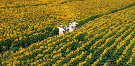 Cánh Đồng Hoa Hướng Dương Tại Nghệ An