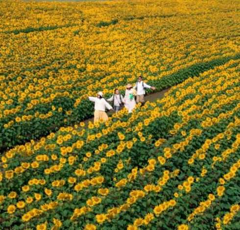 Cánh Đồng Hoa Hướng Dương Tại Nghệ An