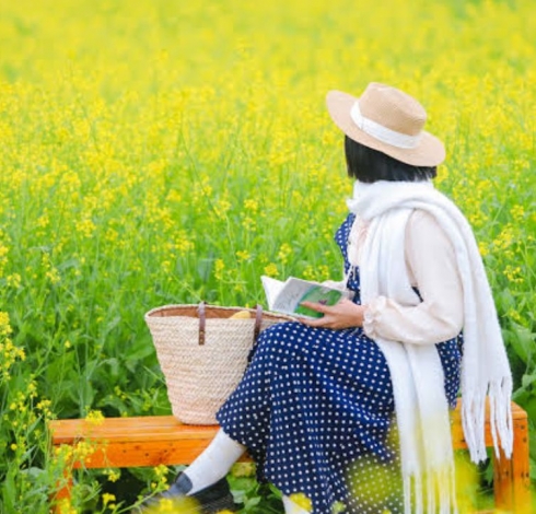 The Season Of Yellow Mustard Flowers In Moc Chau, Vietnam