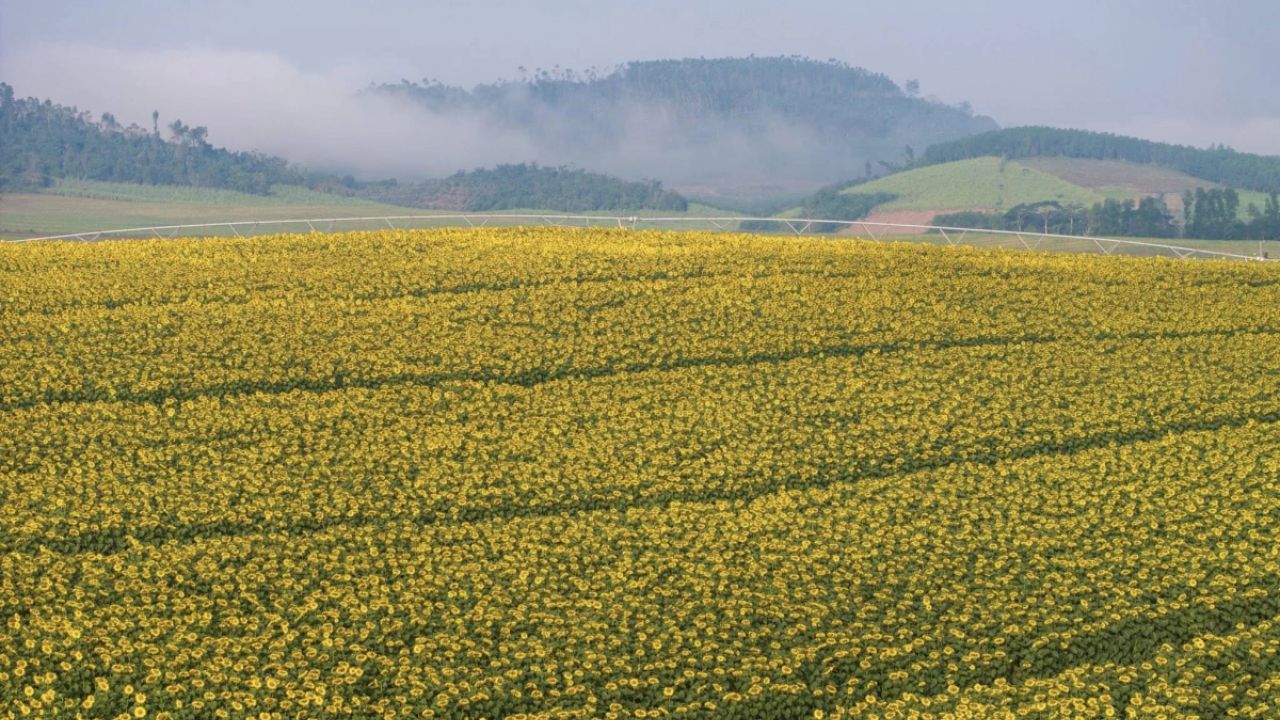 Cách di chuyển đến cánh đồng hoa hướng dương tại Nghệ An