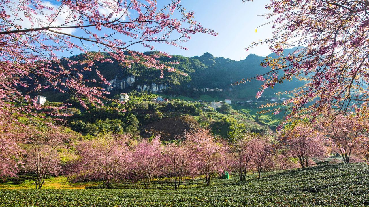 Điểm ngắm hoa Mai Anh Đào đẹp ngoài đồi chè Ô Long