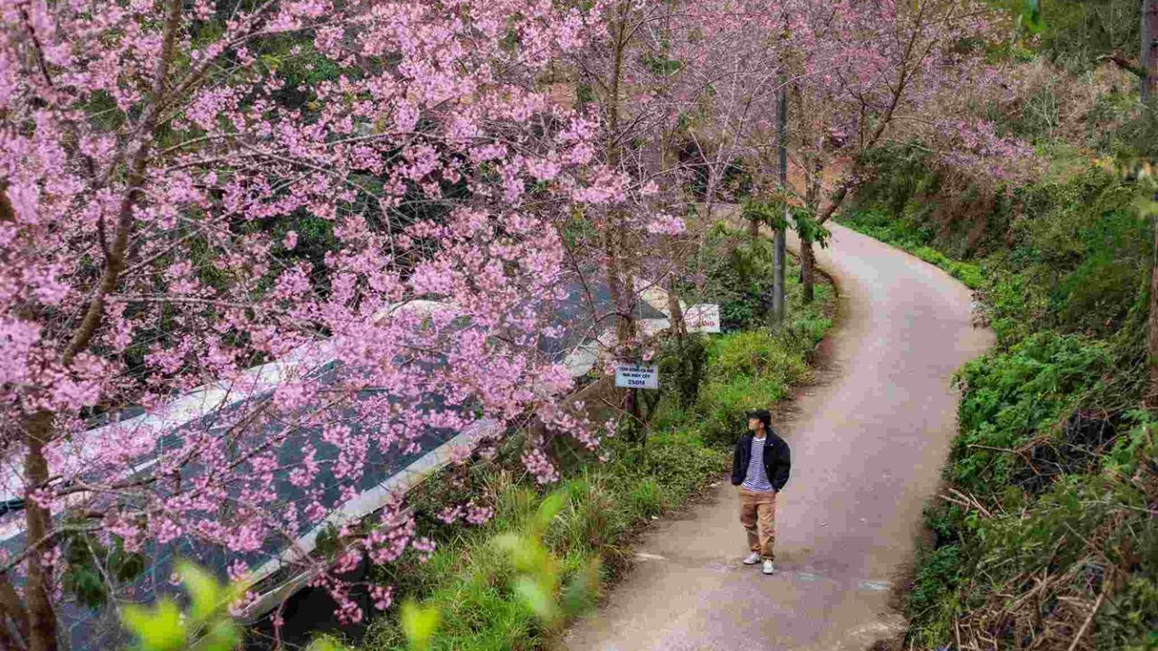 Hoa Mai Anh Đào tại Đà Lạt nở rộ vào khi nào?