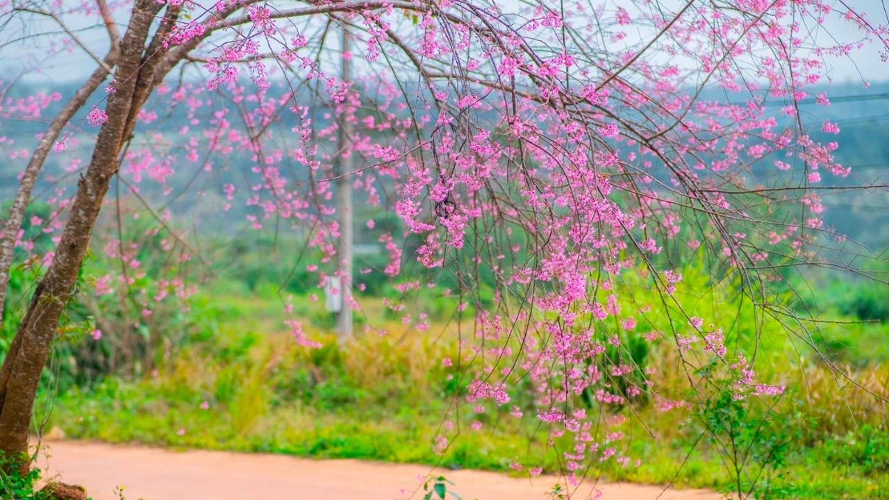 Hội chợ ẩm thực OCOP trong lễ hội hoa anh đào Măng Đen