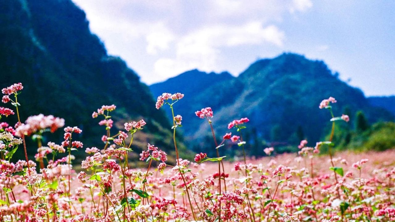 How to go from Hanoi to Ha Giang to see Buckwheat flowers