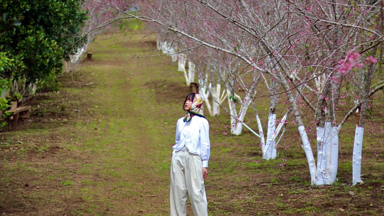 Khám phá lễ hội hoa anh đào Măng Đen