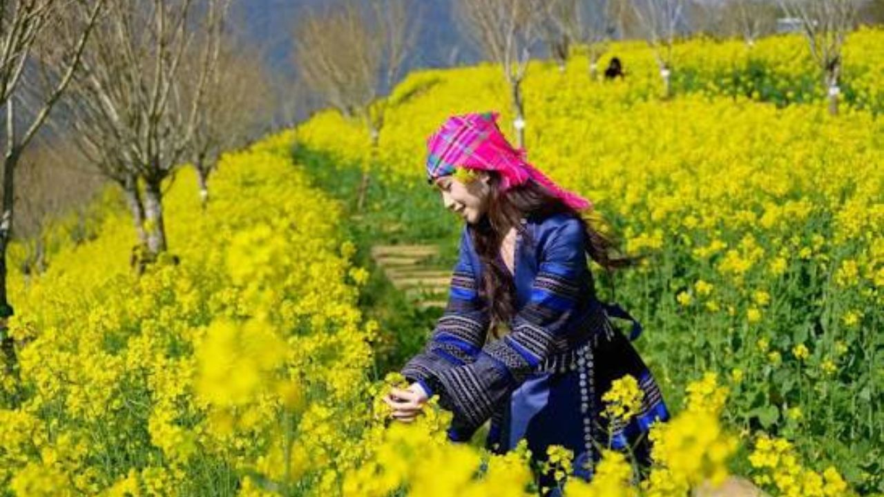 Moc Chau travel tips The season of yellow mustard flowers