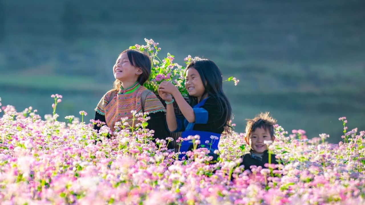 The ideal time to go see Buckwheat flowers