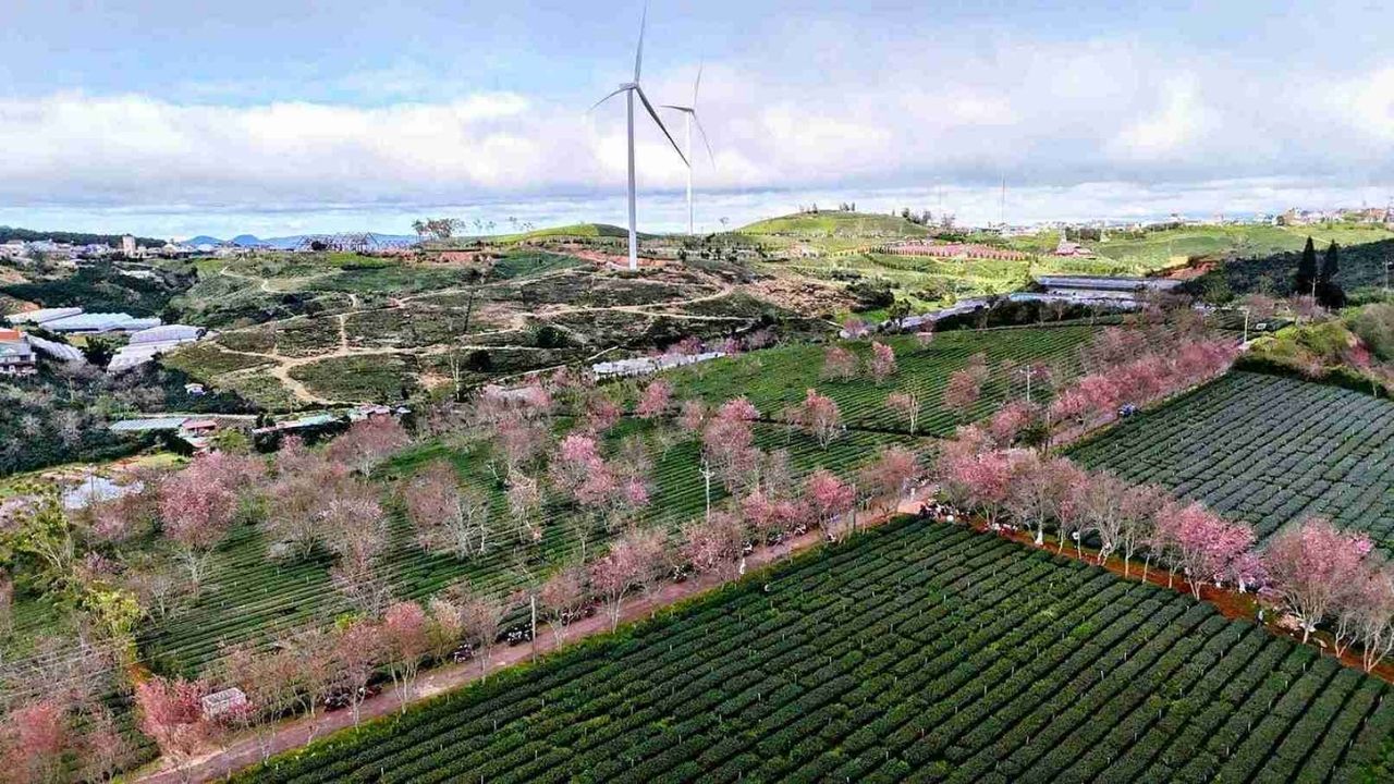 Time of the cherry blossom festival in Da Lat