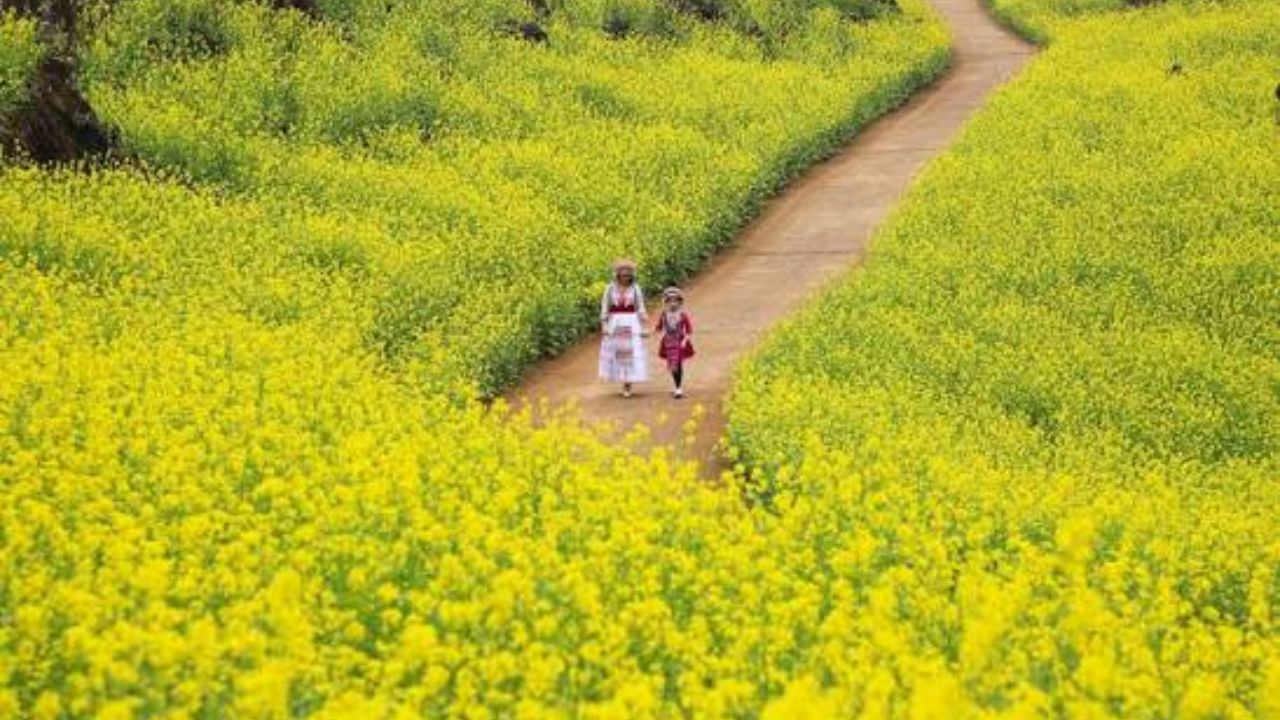 Visit Thao Nguyen and other valleys to see The season of yellow mustard flowers