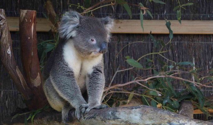tour-uc-sydney-melbourne-PhuMinhQuangTravel