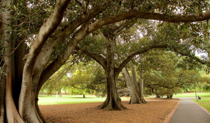 tour-uc-sydney-melbourne-PhuMinhQuangTravel