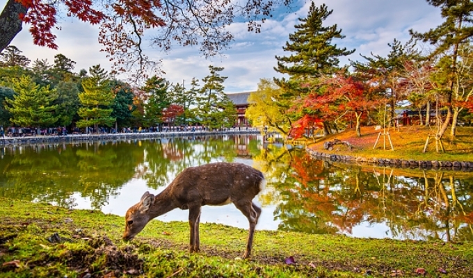 SẮC MÀU CUNG ĐƯỜNG VÀNG - OSAKA – KYOTO – YAMANASHI – TOKYO 