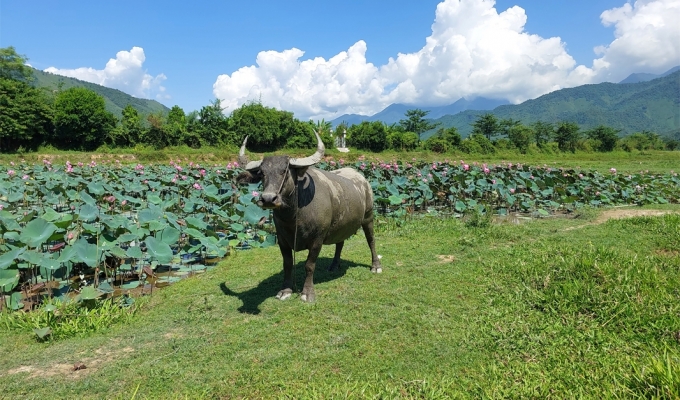 Hoa Bac Valley